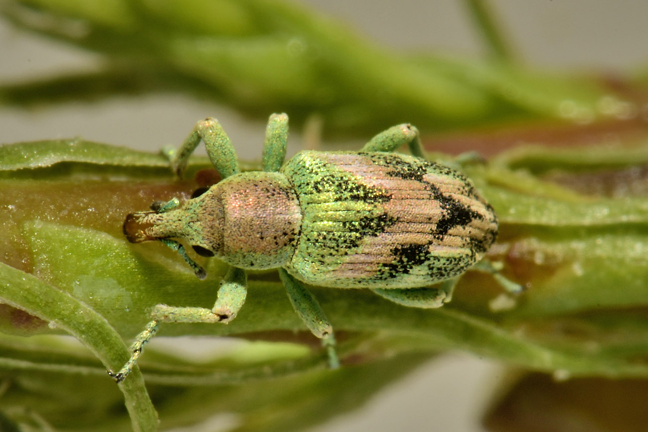 Curculionidae: Coniatus suavis? Sì.